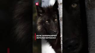 Волк терроризирует жителей Витебска! #shorts #беларусь #новости #общество #животные