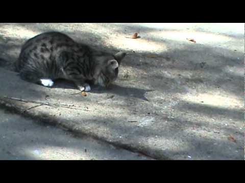 Kitten Vs. Skank (lizard) - YouTube