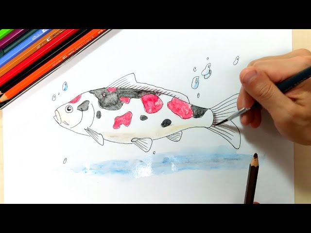 鯉 ペン画と色鉛筆の絵の描き方簡単イラスト Youtube