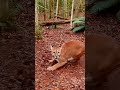 Cougar smashes bamboo trap