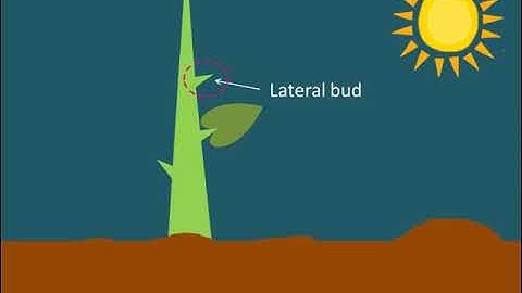 Auxin Control of Apical Dominance