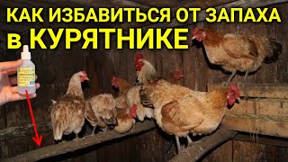 Как избавиться от ПЛОХОГО ЗАПАХА В КУРЯТНИКЕ