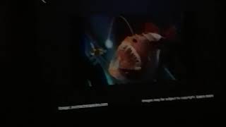 meet the Anglerfish