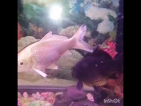 ang isda... Bow!!! ang isda... Bow!!!