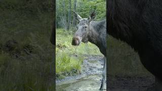 Moose drink water #moose #wildlife #nature #animals #puszcza #wildanimals #