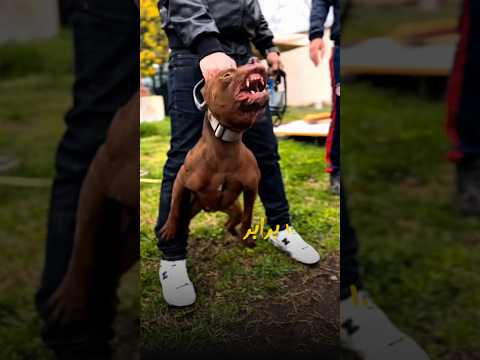 سگی بگیر که مناسبت باشه از نظر سایزی