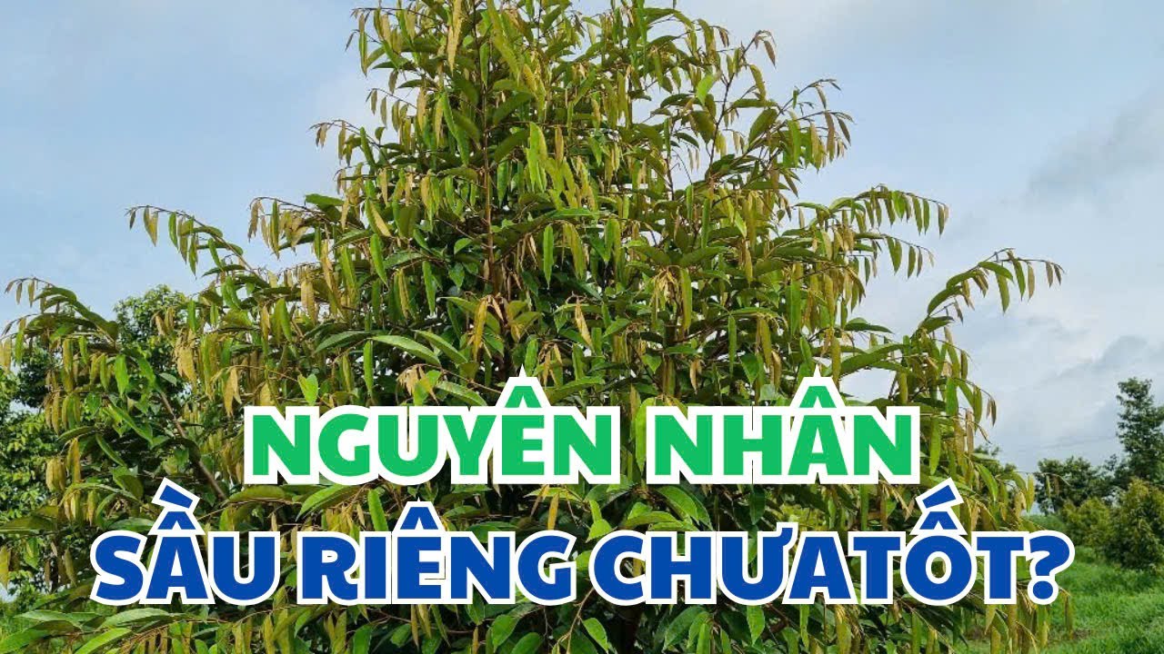 Nguyên nhân sầu riêng chưa tốt? - Giải pháp thực tế
