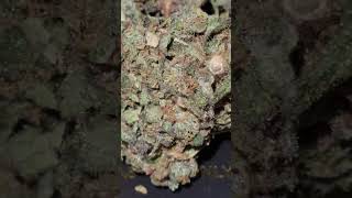 Oreoz and unknown strain Final Harvest quality results 🏆