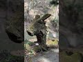 滝見て落ち着こうぜ【名水百選洒水の滝】#滝