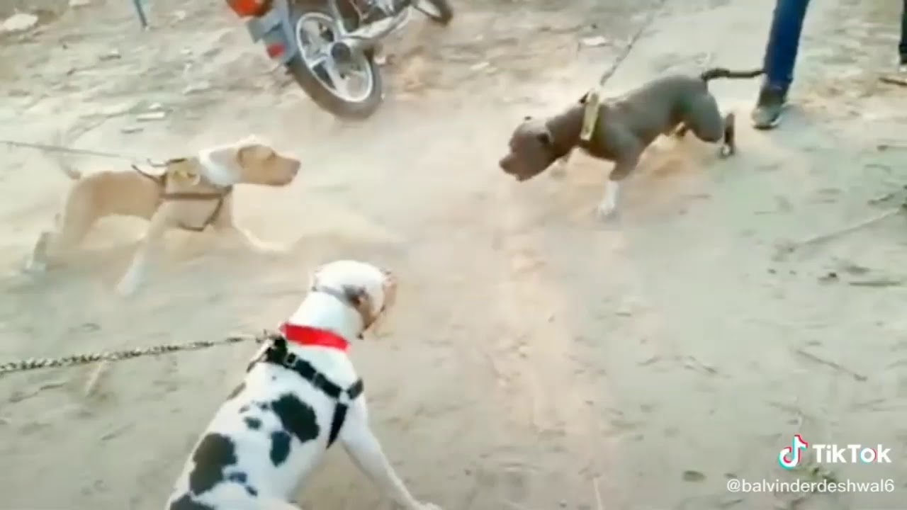 Tik tok best status on Pitbull dog YouTube