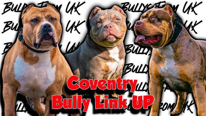 ABKC UK BULLY FESTIVAL 9, Coventry Building Society Arena, 11 February