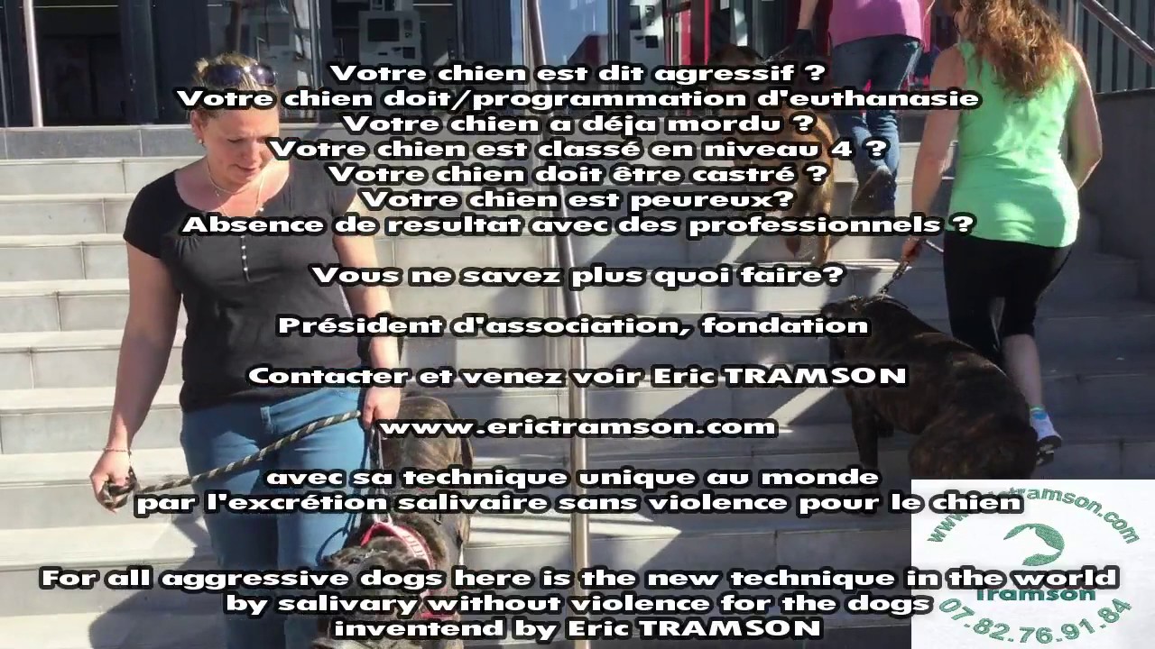 MON CHIEN A PLUS  PEUR DES ESCALIERS/VAR/ERIC TRAMSON/COMPORTEMENTALISTE CANIN - YouTube