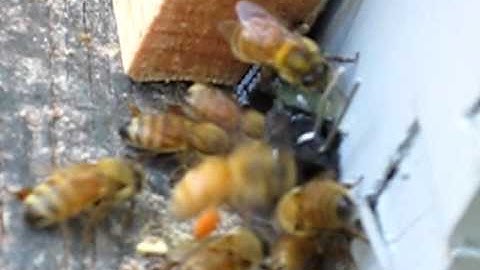 Bees in slotted optical sensor