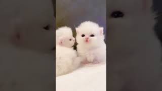 #cat#pet#cutepet#cuteanimals#고양이#귀여운고양이
