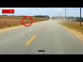 Hickory Flats, GA ANIMAL SWERVE #shorts #viral #dashcam