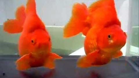 Cá Vàng Super Red Ryukin - Thiên Đường Cá Cảnh