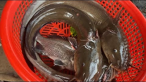 HAI ANH EM GIĂNG CÂU CÁ NGÁT TỪ TỐI ĐẾN SÁNG