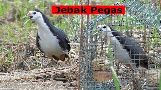 mikat ruak ruak menggunakan Jebakan ruak ruak sistem pegas - bird trap