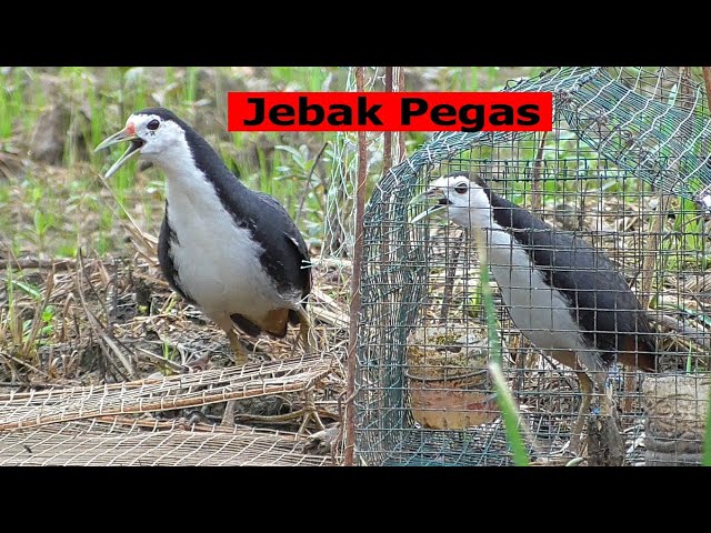 mikat ruak ruak menggunakan Jebakan ruak ruak sistem pegas - bird trap class=