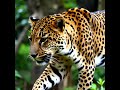 Urkraft des Jaguars 🐆 Tiefes schamanisches Heilritual für Energie & Klarheit | 528Hz