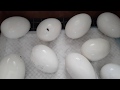 Режим инкубации гусиных яиц...