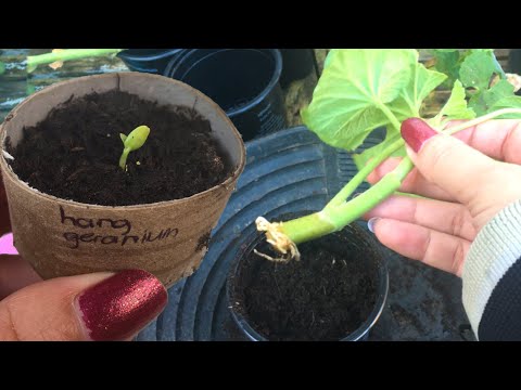 Video: Hoe rozemarijn te oogsten