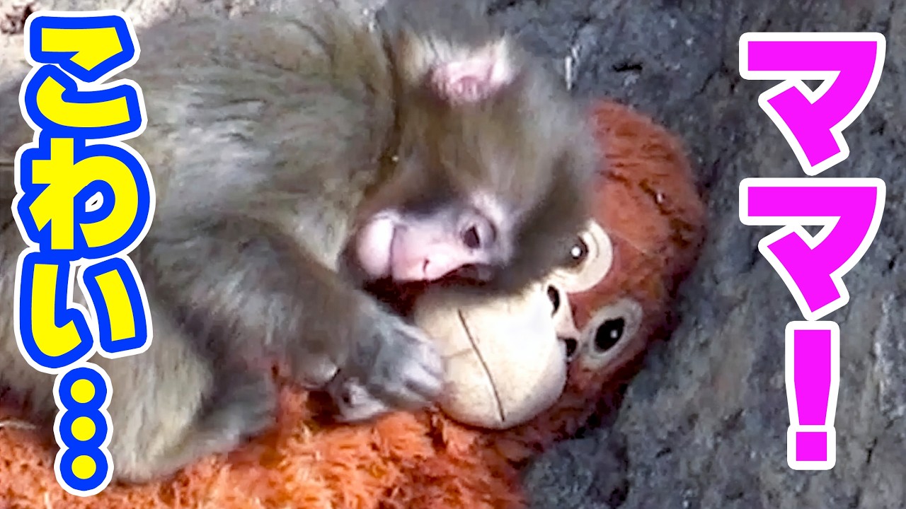 危険を察知したパンチくん…真っ先に向かったのはママでした