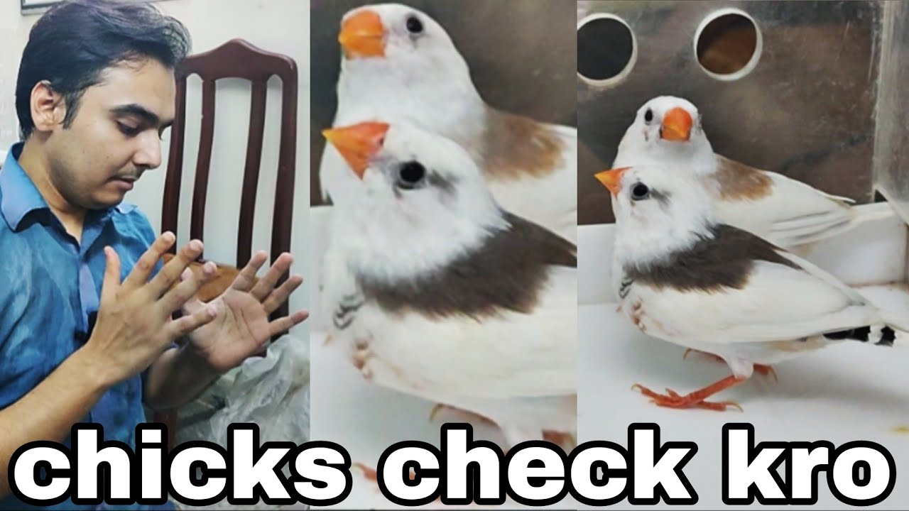 My saddle back finches chicks | I'm very happy | AHSAN PETs