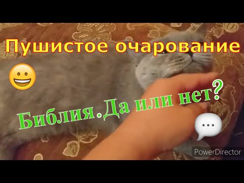 Вопрос: Как вы относитесь к британским домашним животным?