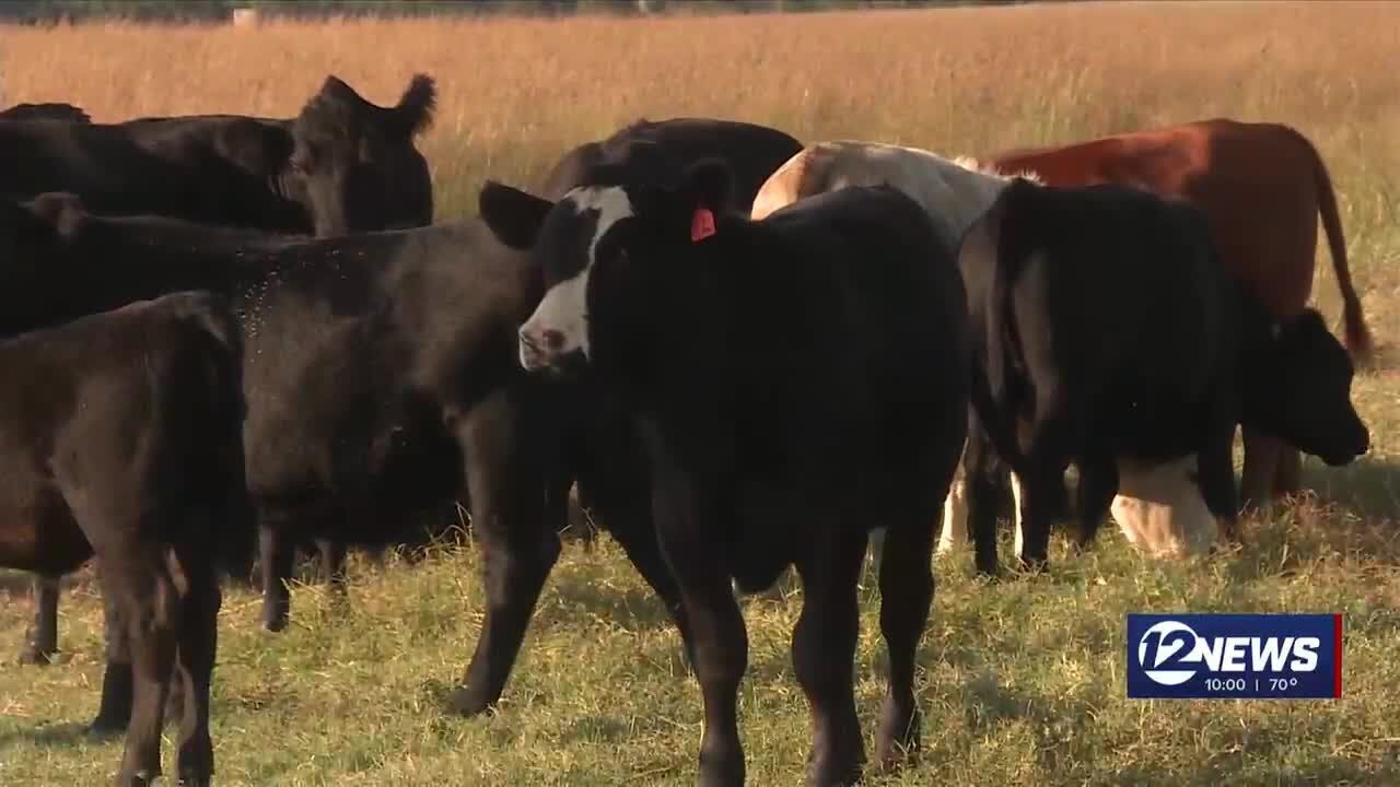 Cowley County Ranchers Report Dozens Of Cattle Thefts