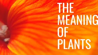 Wallflowers - The meaning of plants