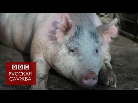 Человеческие органы выращивают внутри свиньи