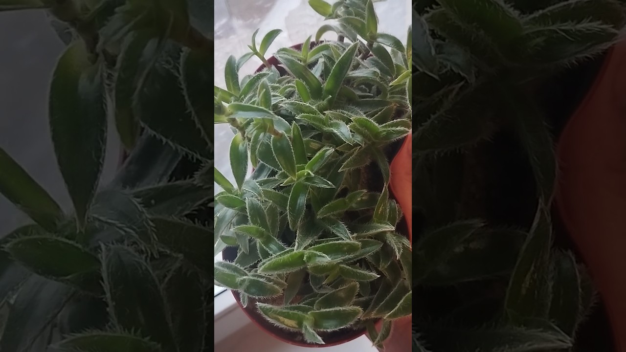 Когда покупала, сказали:  что это самый не прихотливый комнатный цветок! Цианотис Сомалийский!