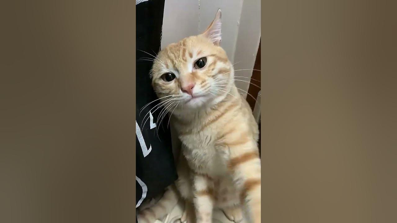 When You Learn Cats Fear Electric Razors, It Shatters Your Perception