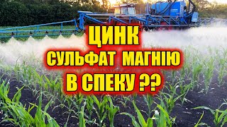 ДВА ДНІ І КУКУРУДЗУ НЕ ВПІЗНАТИ, вносимо по листу карбамід + цинк гумат сульфат магнію інсектицид