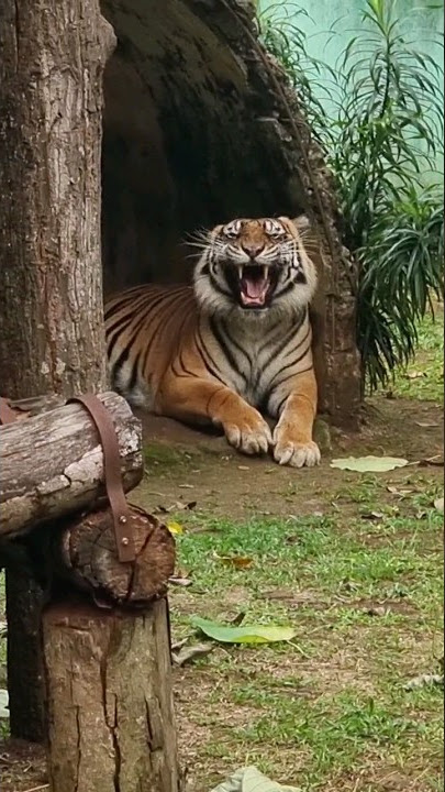 Auman Harimau Sumatra di Kebun Binatang Ragunan #shorts