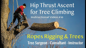 Hip Thrust Ascent Technique for Tree Climbing