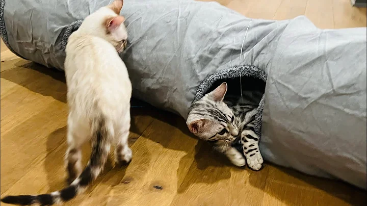 Watch the video about Cats Play in Their New Toy Tunnel! Super Cute!