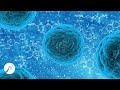 Anti Virus Frequenz - Immunsystem Booster - Reinige Infektionen, Viren, Bakterien, Pilze