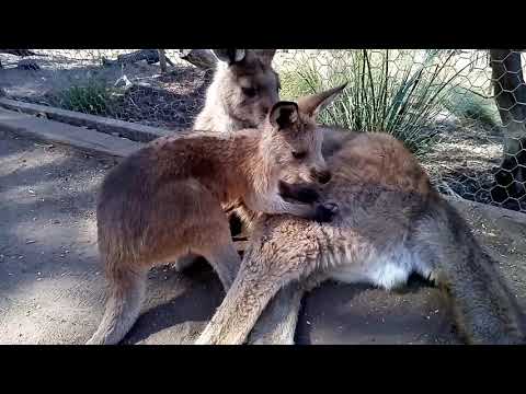 Video: Jak Navštívit Přírodní Rezervace Tasmánie Bonorong Wildlife Sanctuary