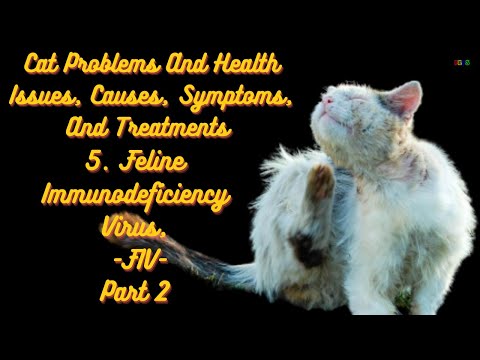 Video: Felines Immundefizienz-Virus (FIV)