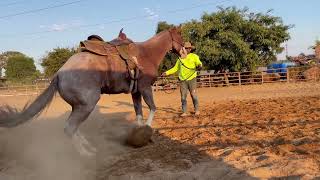 caballo  que repara!!! como quitar los reparos y trabajar tu caballo primer dia que lo compras