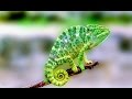 Green chameleon