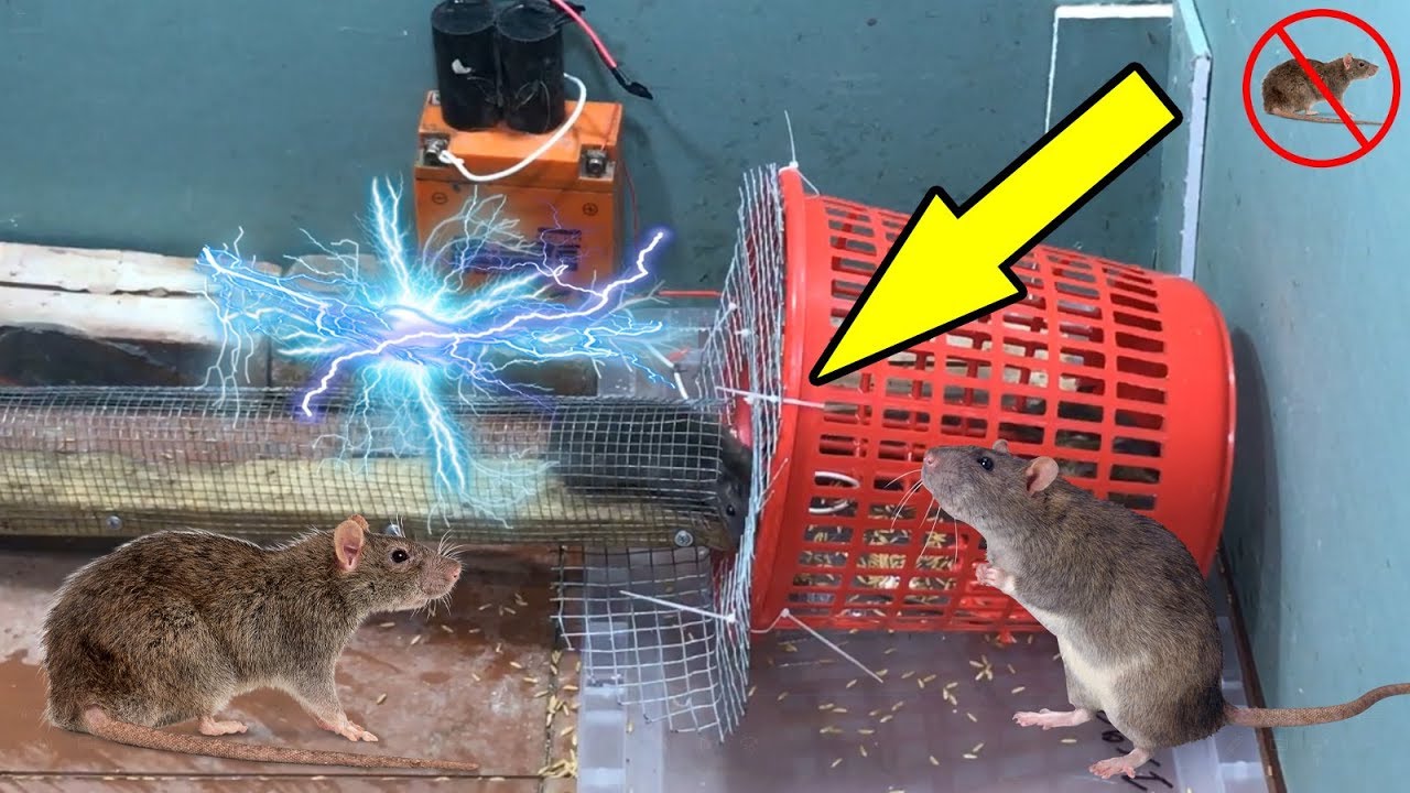 Electric Rat TrapBest Mouse Trap Using Grillewater bottle Electric Mouse  Trap With Battery 12V - Vidéo Dailymotion