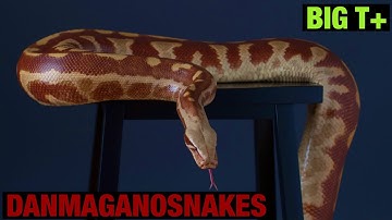 Meet the collection: Part 4, BIG T+ albino blood python female.