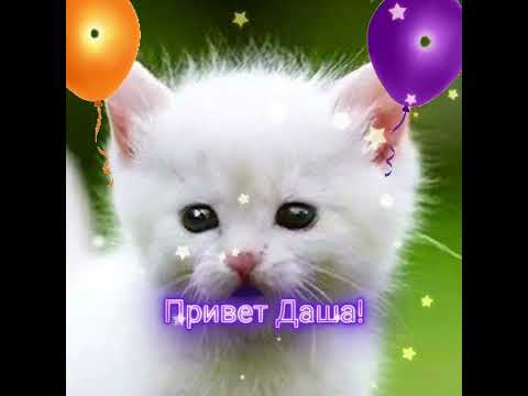#привет Даша! #котики #коты #кошки #новинка #приколы #сднемрождения #котята