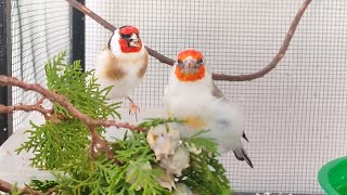 Beautiful and varied scenes of goldfinch do not miss watching