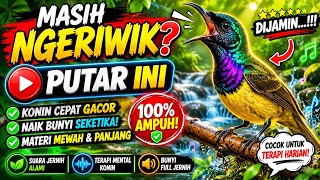 MASTERAN KOLIBRI NINJA KONIN Full Materi LOMBA Kombinasi Air Mengalir Bikin Burung Tenang