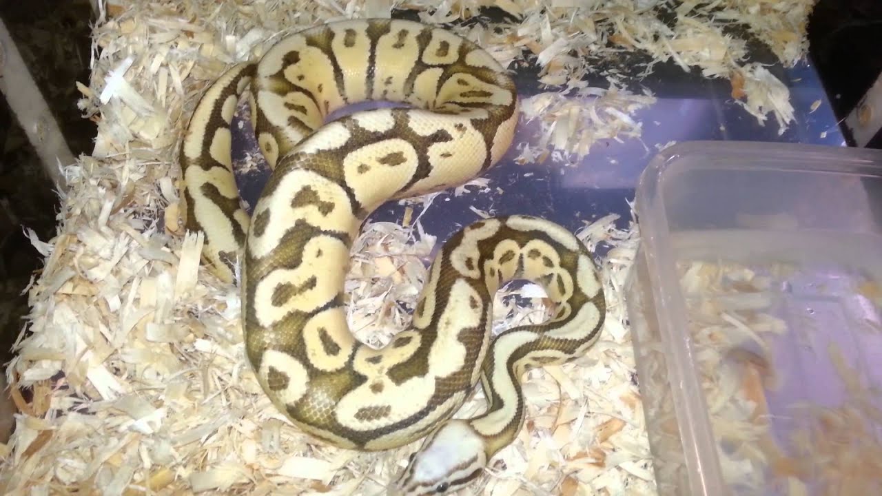 pythons for sale Collection Update Pt 3