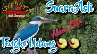 Suara Murni Burung Tengkek Udang🍤🍤 ll Asli Suara Liar dari alam cocok untuk pikat dan masteran